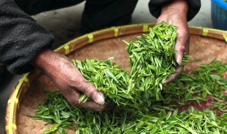 Green Tea's Brain Benefits Thumbnail