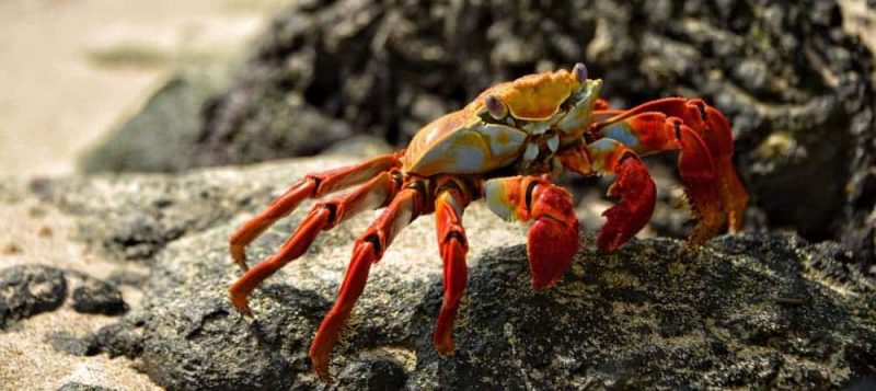 A crab containing the antioxidant astaxanthin