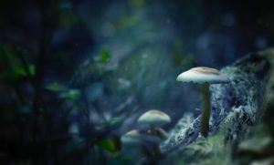 Benefits of Medical Mushrooms Thumbnail