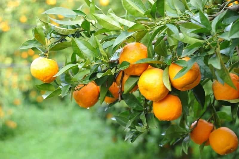 ripe Bitter Oranges for best benefits
