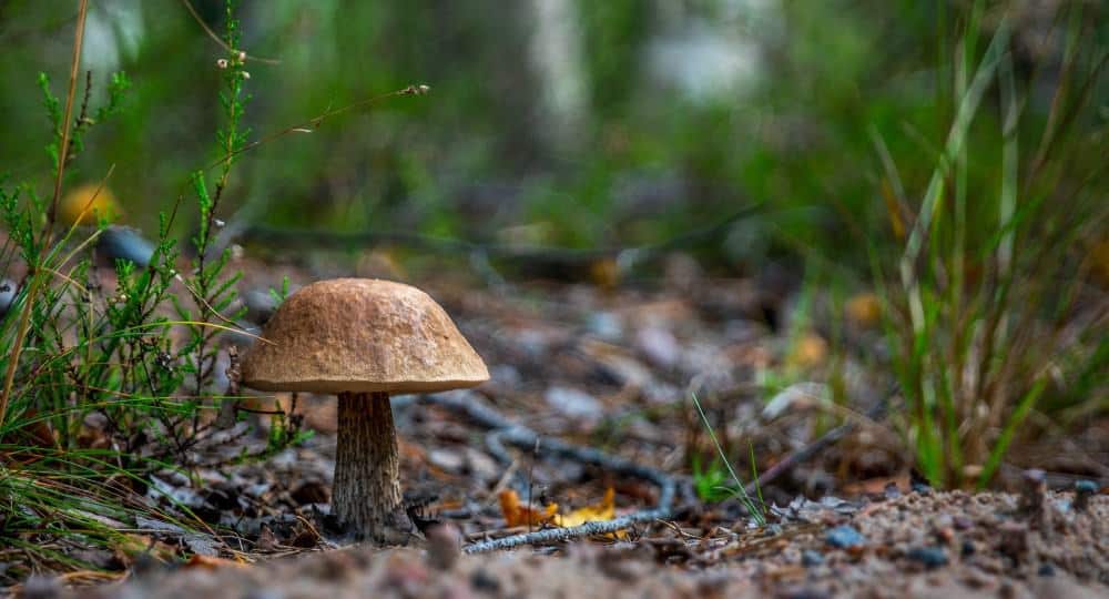 A plant for Benefits of Medical Mushrooms 