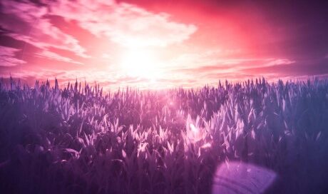 purple grass and sunrise